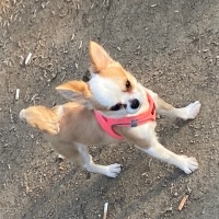 Chihuahua, Köpek  Demo fotoğrafı
