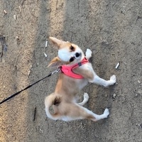 Chihuahua, Köpek  Demo fotoğrafı