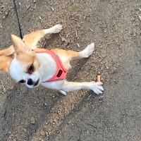 Chihuahua, Köpek  Demo fotoğrafı