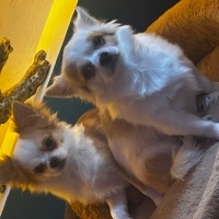Chihuahua, Köpek  Demo fotoğrafı