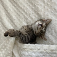 Tekir Kedi, Kedi  Çakıl fotoğrafı