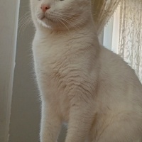 Ankara Kedisi, Kedi  Çiko fotoğrafı