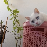 Ankara Kedisi, Kedi  Çiko fotoğrafı
