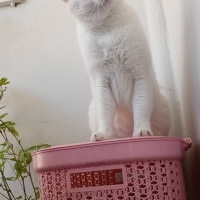 Ankara Kedisi, Kedi  Çiko fotoğrafı