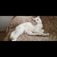 Ankara Kedisi, Kedi  Çiko fotoğrafı