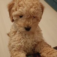 Poodle (Minyatür Kaniş), Köpek  Cookie fotoğrafı