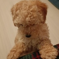 Poodle (Minyatür Kaniş), Köpek  Cookie fotoğrafı