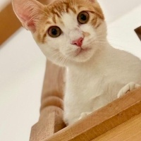 Sarman, Kedi  FOXY fotoğrafı