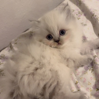 Scottish Fold, Kedi  Bobi fotoğrafı