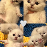 Scottish Fold, Kedi  Bobi fotoğrafı