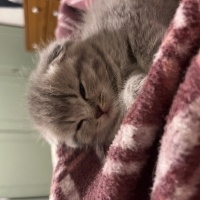 Scottish Fold, Kedi  Bobi fotoğrafı
