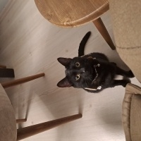 Tekir Kedi, Kedi  Gölge fotoğrafı