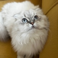 British Longhair, Kedi  Luna fotoğrafı