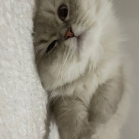 British Longhair, Kedi  Luna fotoğrafı