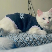 Ankara Kedisi, Kedi  İNCİ fotoğrafı