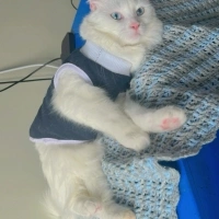 Ankara Kedisi, Kedi  İNCİ fotoğrafı