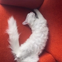 Ankara Kedisi, Kedi  İNCİ fotoğrafı