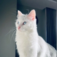 Ankara Kedisi, Kedi  İNCİ fotoğrafı