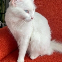 Ankara Kedisi, Kedi  İNCİ fotoğrafı