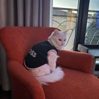 Ankara Kedisi, Kedi  İNCİ fotoğrafı