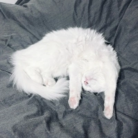 Ankara Kedisi, Kedi  İNCİ fotoğrafı