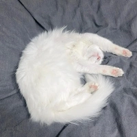 Ankara Kedisi, Kedi  İNCİ fotoğrafı