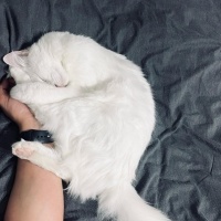 Ankara Kedisi, Kedi  İNCİ fotoğrafı