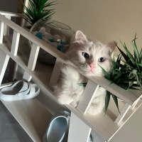 Ankara Kedisi, Kedi  İNCİ fotoğrafı