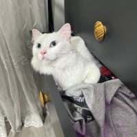 Ankara Kedisi, Kedi  İNCİ fotoğrafı