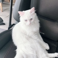 Ankara Kedisi, Kedi  İNCİ fotoğrafı