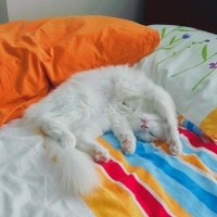 Ankara Kedisi, Kedi  İNCİ fotoğrafı