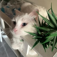 Ankara Kedisi, Kedi  İNCİ fotoğrafı