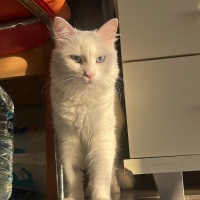 Ankara Kedisi, Kedi  İNCİ fotoğrafı