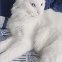 Ankara Kedisi, Kedi  İNCİ fotoğrafı