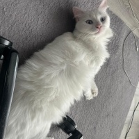 Ankara Kedisi, Kedi  İNCİ fotoğrafı