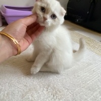 Scottish Fold, Kedi  Çakır fotoğrafı