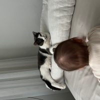Tekir Kedi, Kedi  Derin fotoğrafı