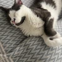 Tekir Kedi, Kedi  Derin fotoğrafı
