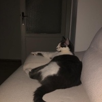 Tekir Kedi, Kedi  Derin fotoğrafı