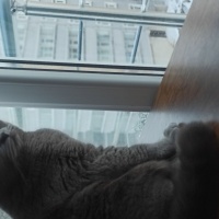 British Shorthair, Kedi  Kuymak fotoğrafı