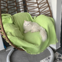İran Kedisi (Persian), Kedi  Ses fotoğrafı