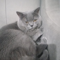 American Shorthair, Kedi  Lodos fotoğrafı