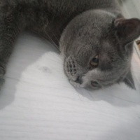American Shorthair, Kedi  Lodos fotoğrafı
