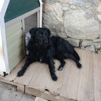 Labrador Retriever, Köpek  paşa fotoğrafı