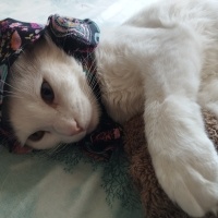 Van Kedisi, Kedi  şans fotoğrafı