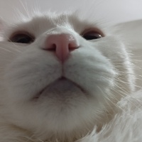 Van Kedisi, Kedi  şans fotoğrafı