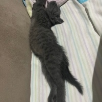 Tekir Kedi, Kedi  Rafa fotoğrafı