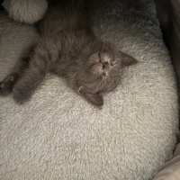 Tekir Kedi, Kedi  Rafa fotoğrafı