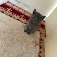 Tekir Kedi, Kedi  Rafa fotoğrafı