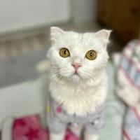 Scottish Fold, Kedi  Bella fotoğrafı